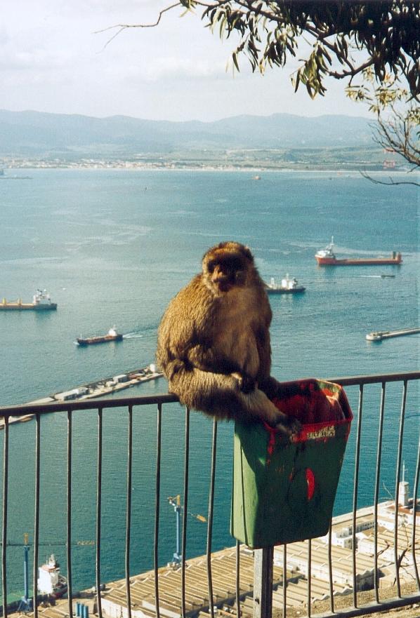 stop monkeying around