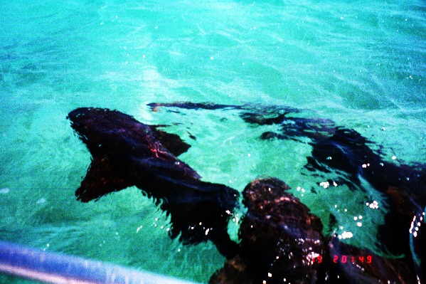 nurse sharks..