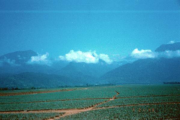 Pineapple crop, Honduras