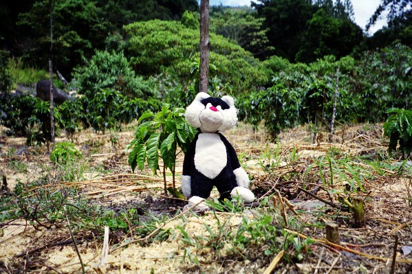 coffee plant, panama